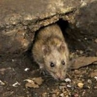 Tikus Got