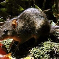 tikus pohon
