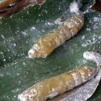 ulat penggulung daun pisang
