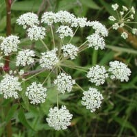 Water Hemlock