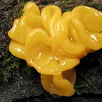 Witches Butter