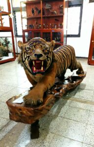 Koleksi taksidermi Harimau hasil sumbangan BKSDA  (Dokumentasi Nururrahmani, 2023)