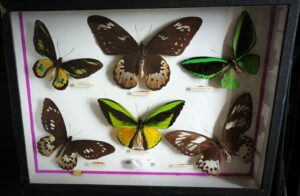 Koleksi kupu-kupu dari pegunungan manokwari, papua (Dokumentasi Nururrahmani, 2023)