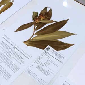 Herbarium yang sedang diamati  (Dokumentasi Nururrahmani, 2023)