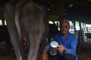 Muhammad [62] memperlihatkan susu kerbau yang baru diperasnya / Photo by: Mahesa Putra