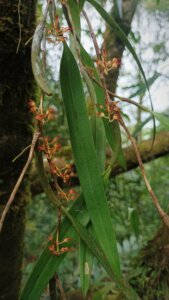 Bulbophyllum cf. triflorum