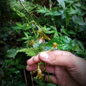 Chrysoglossum ornatum