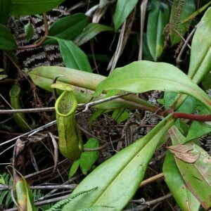 Nepenthes gymnamphora Ranca Upas