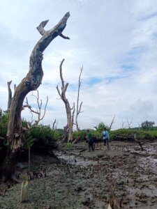 Lokasi Rehabilitasi Mangrove 