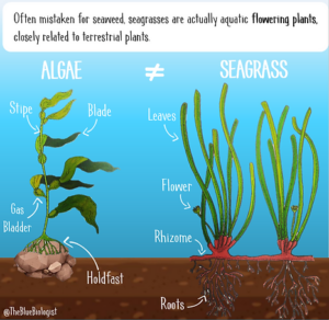 Perbedaan Seaweed dan Seagrass