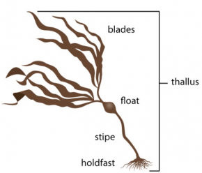 Struktur Algae