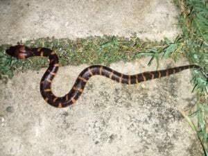 Homalopsis buccata di atas jalan setapak