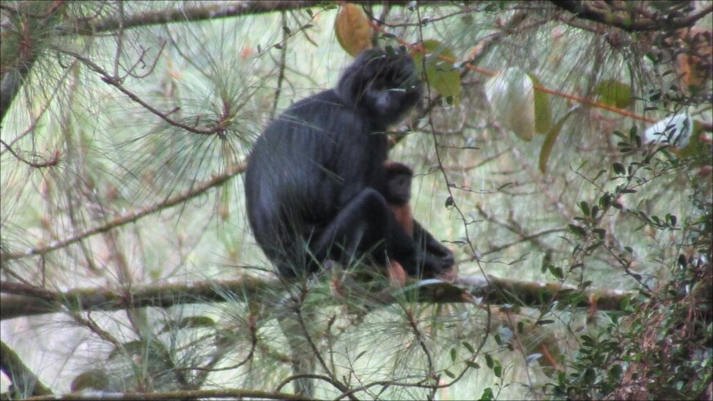 Seekor induk lutung budeng bersama anaknya yang berwarna jingga